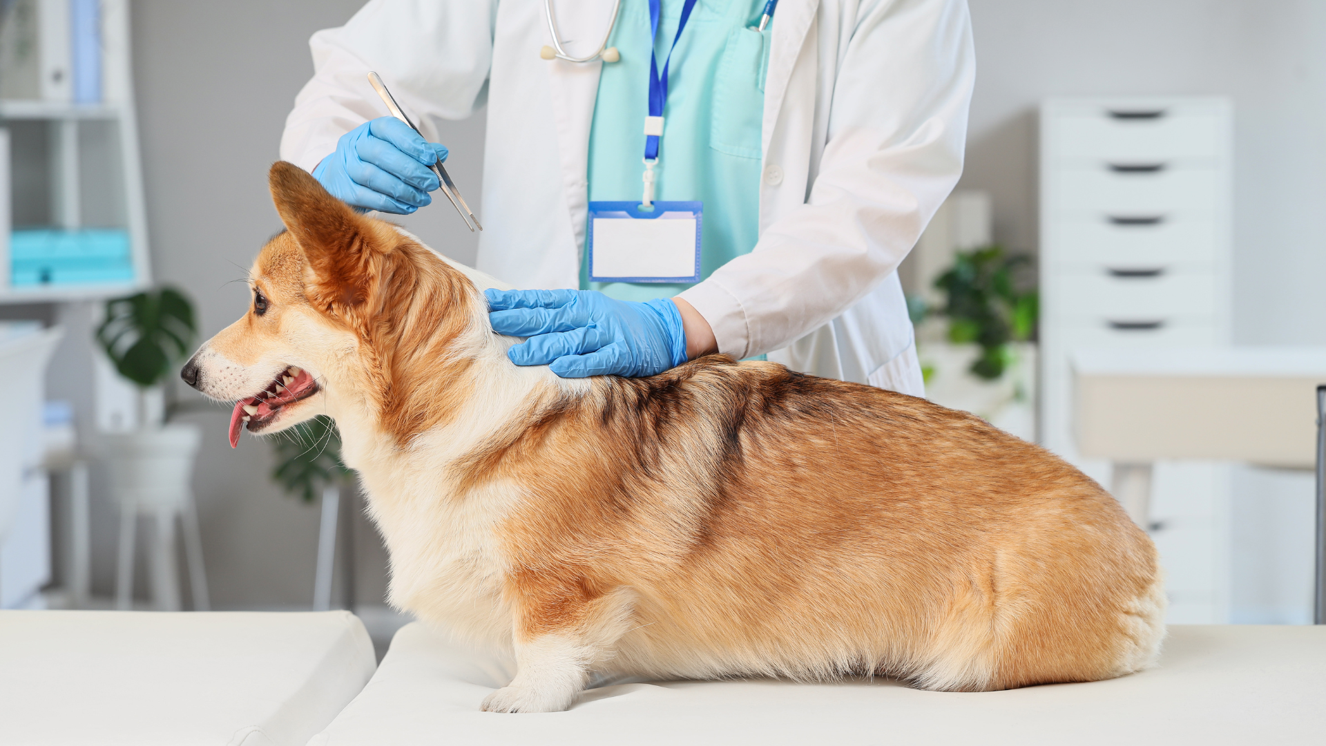 Dog Ticks: Your Comprehensive Guide to Prevention and Treatment