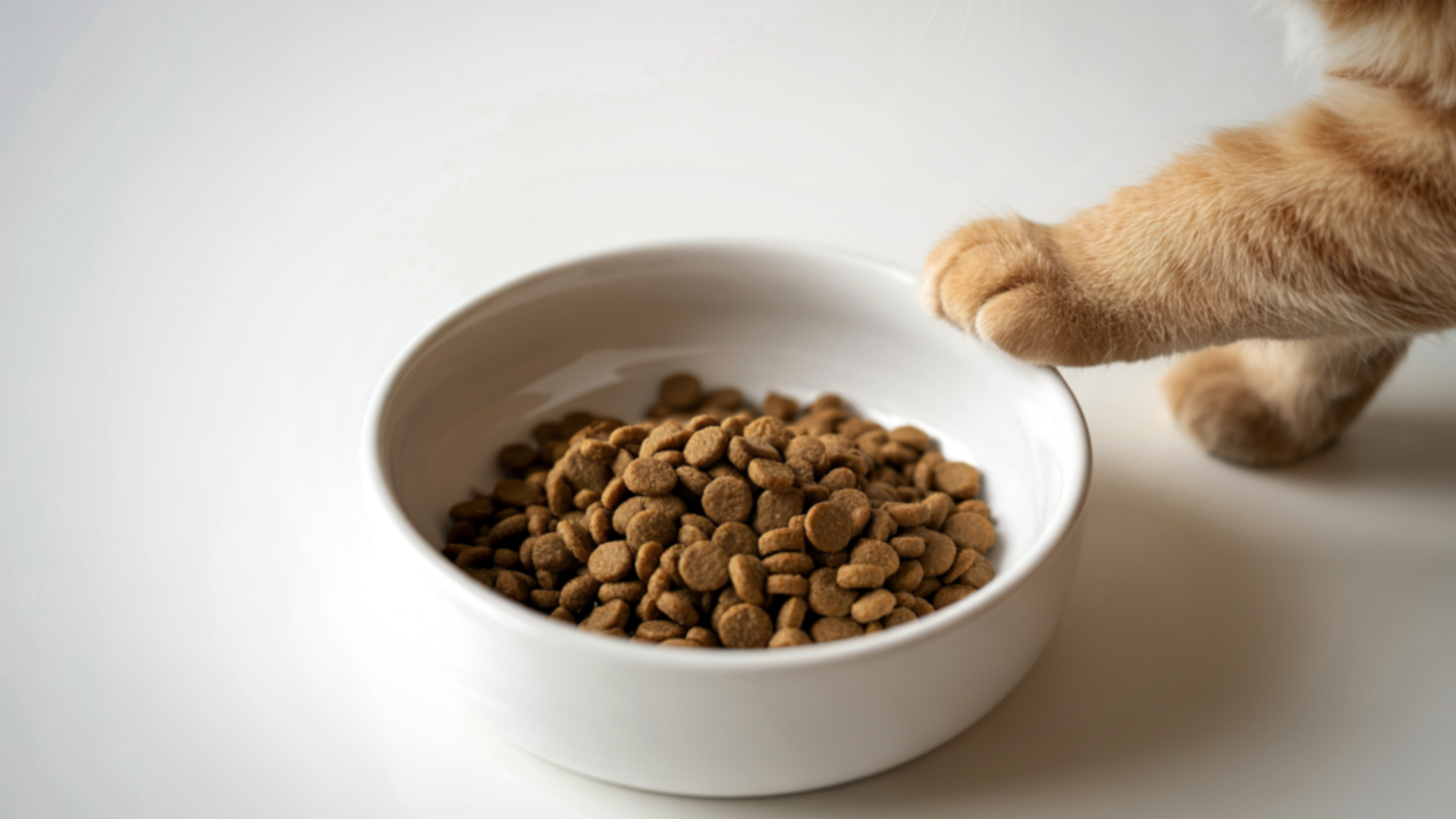 An orange cat's paw reaching toward a white ceramic bowl filled with dry kibble, set against a clean white background.