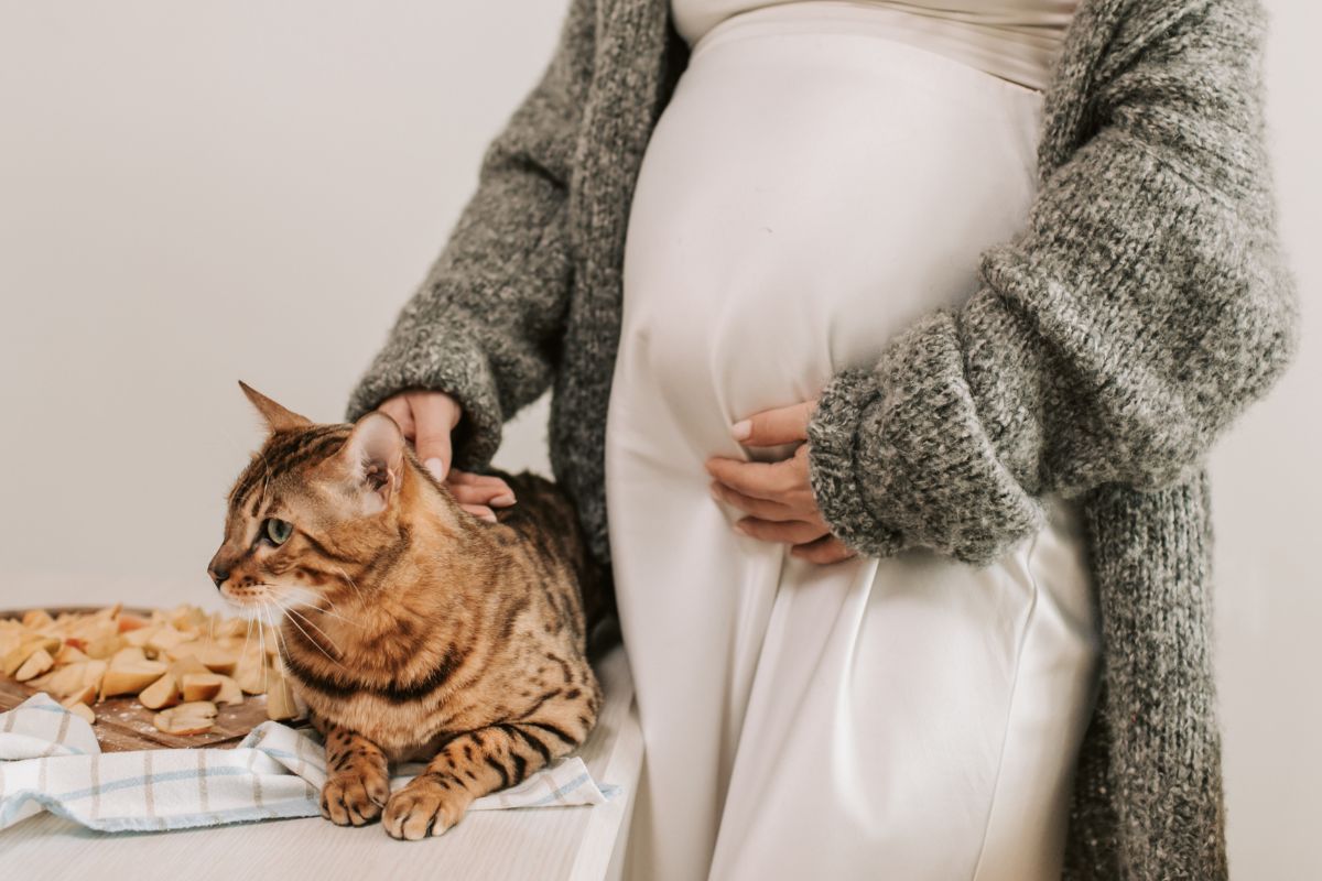 Cats and Infertility: Myths vs. Scientific Reality
