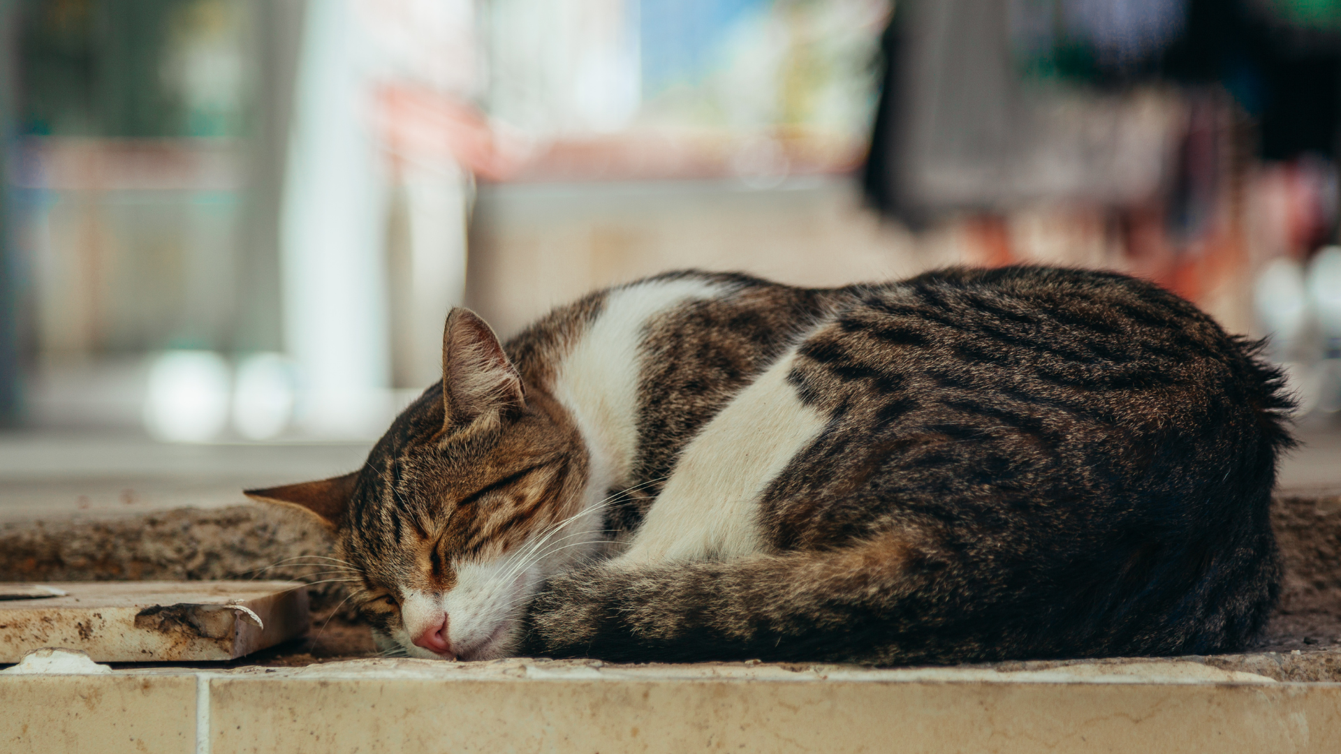 A tabby and white cat resting on outdoor tiles in the sun, eyes half-closed β representing the kind of outdoor cat most at risk of rabies exposure from stray or wild animals.