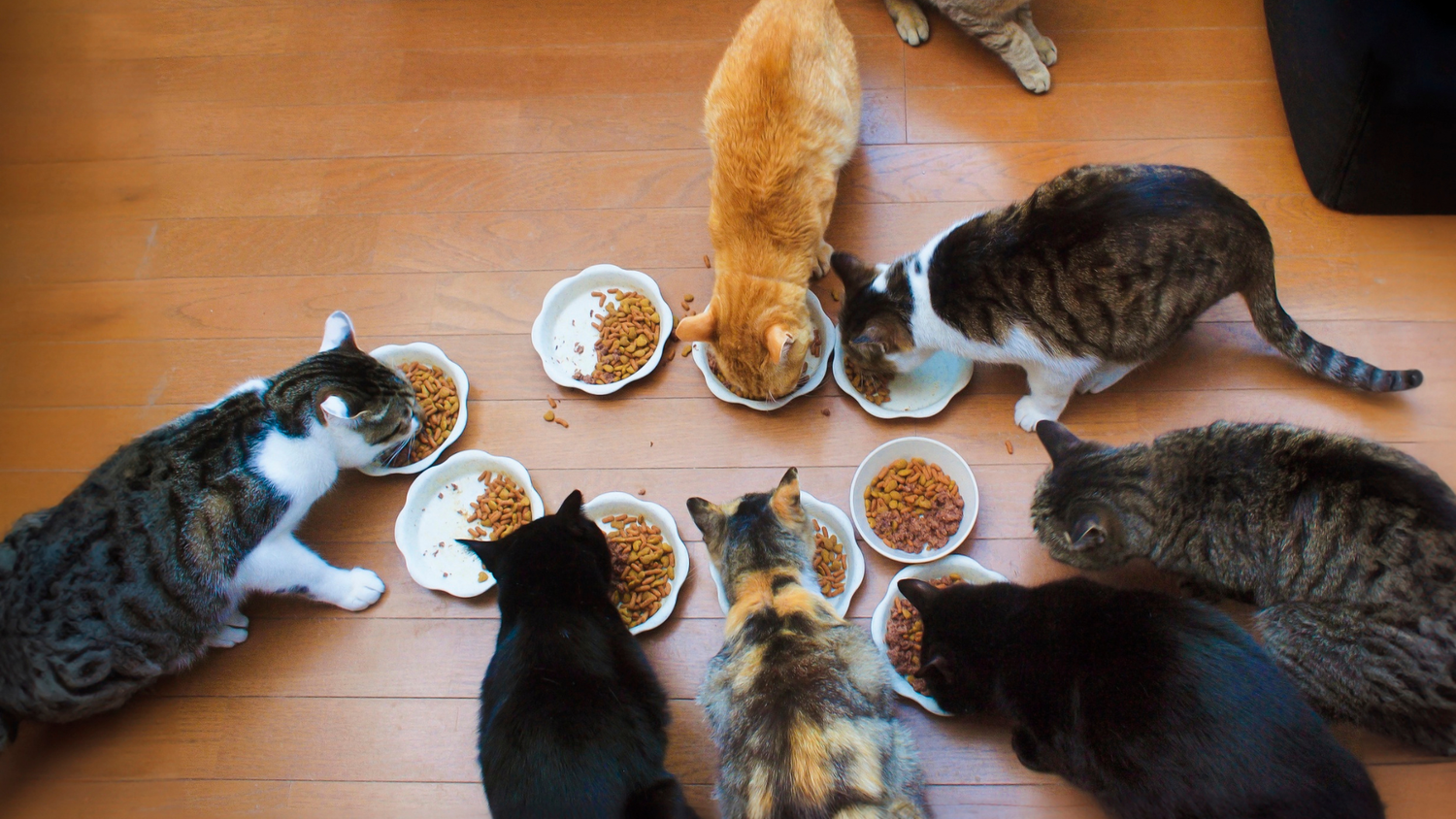What Do Cats Eat: Your Complete Guide to Healthy and Balanced Nutrition