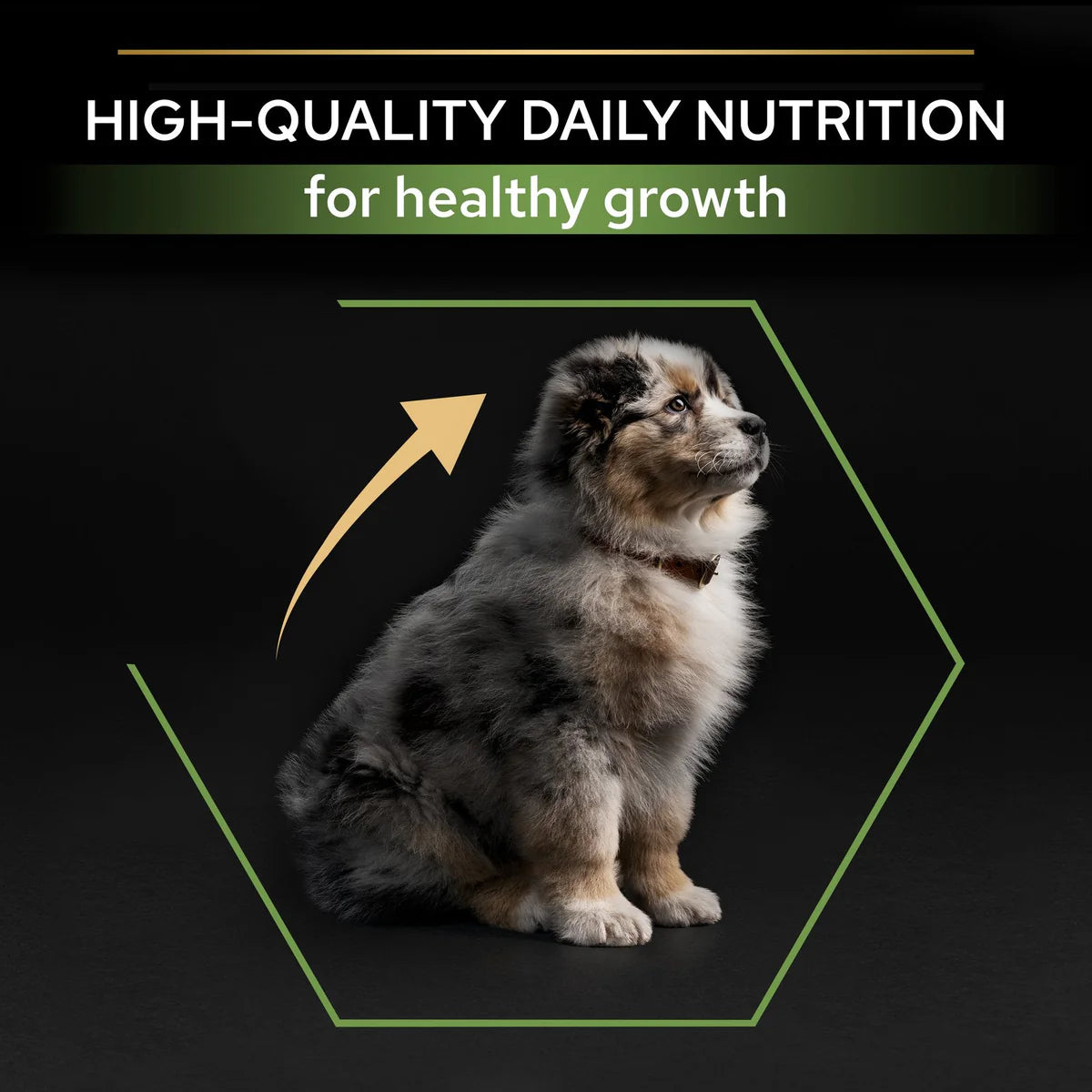 Purina Pro Plan Medium Puppy with Chicken – 12kg