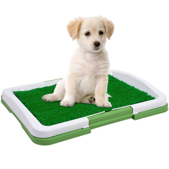 Puppy potty pad training
