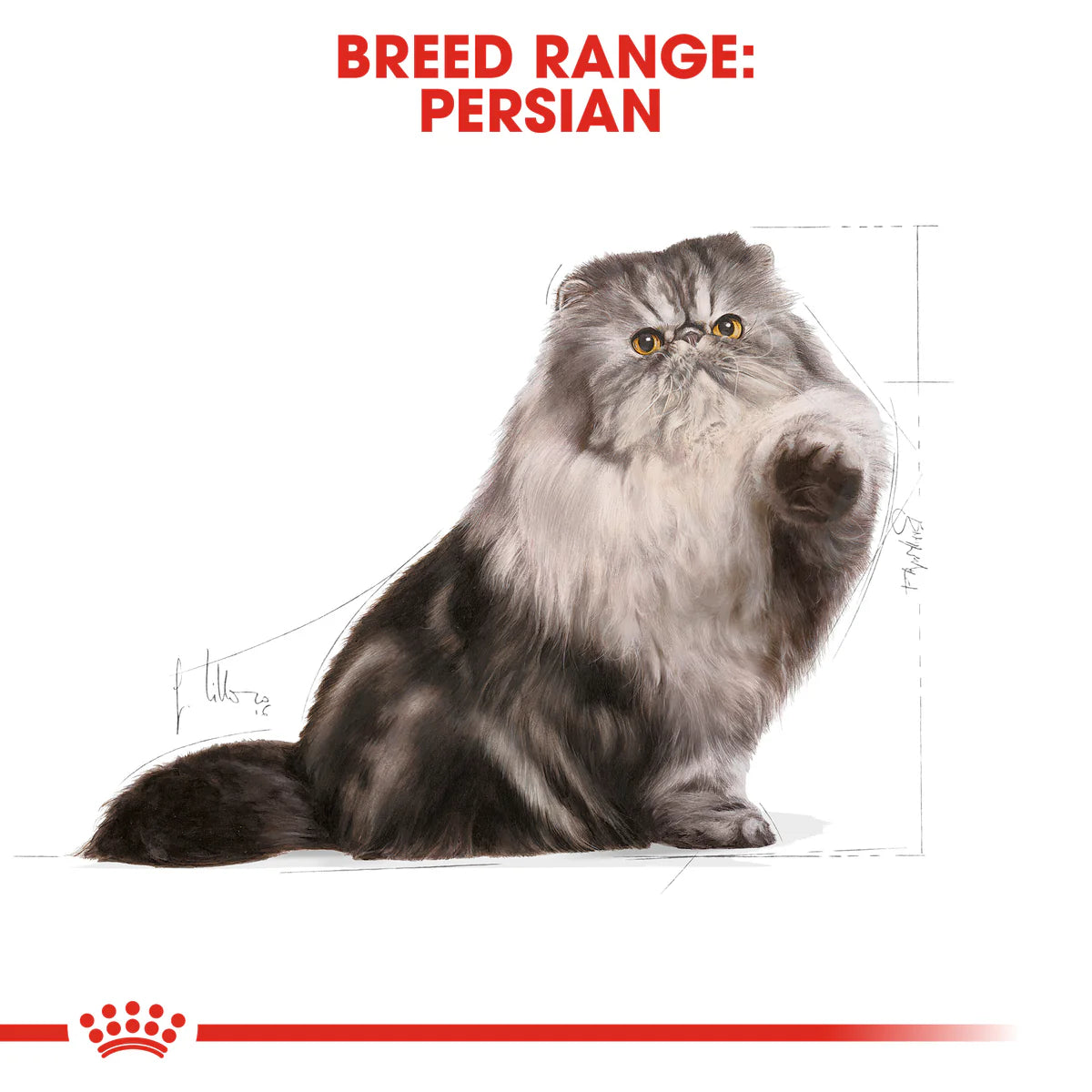 Royal Canin Persian Adult Cat Dry Food 10Kg