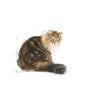 Royal Canin Senior Ageing 12+ Cat Dry Food 2Kg