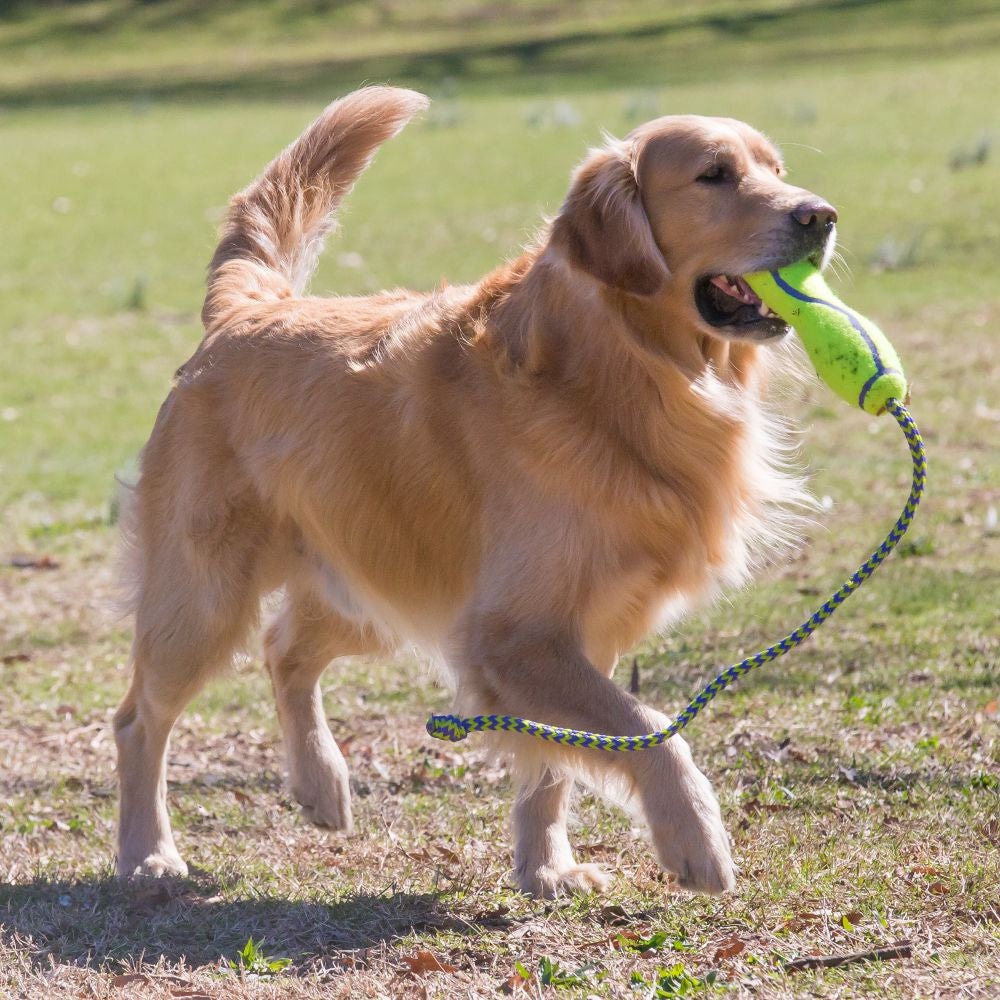 عصا الجلب KONG®Airdog® مع حبل