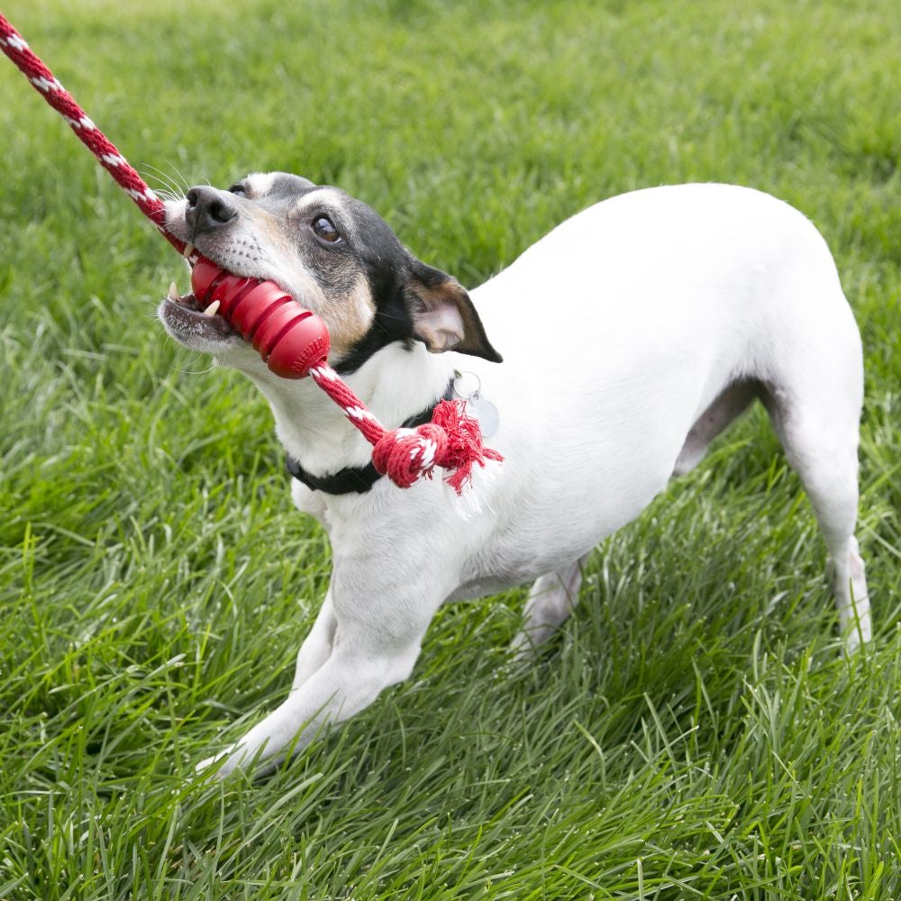 KONG® Dental with Rope