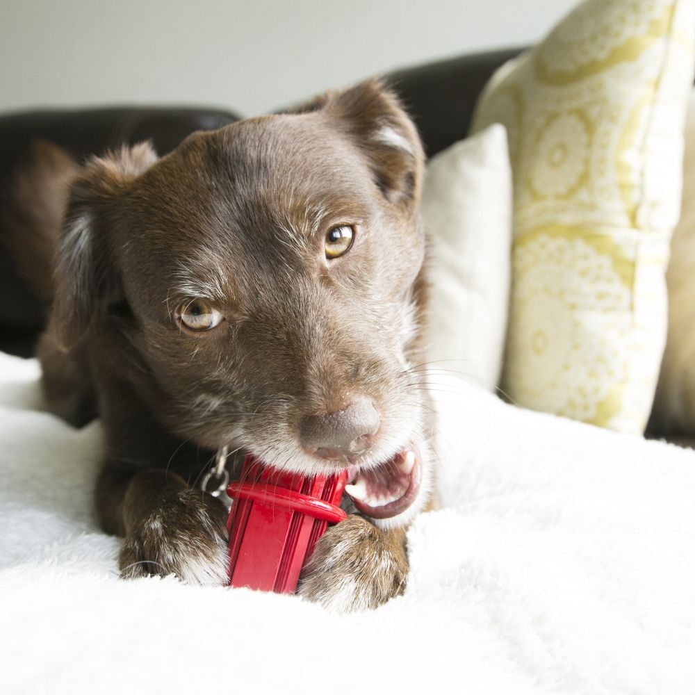 KONG® Dental Stick™ Medium
