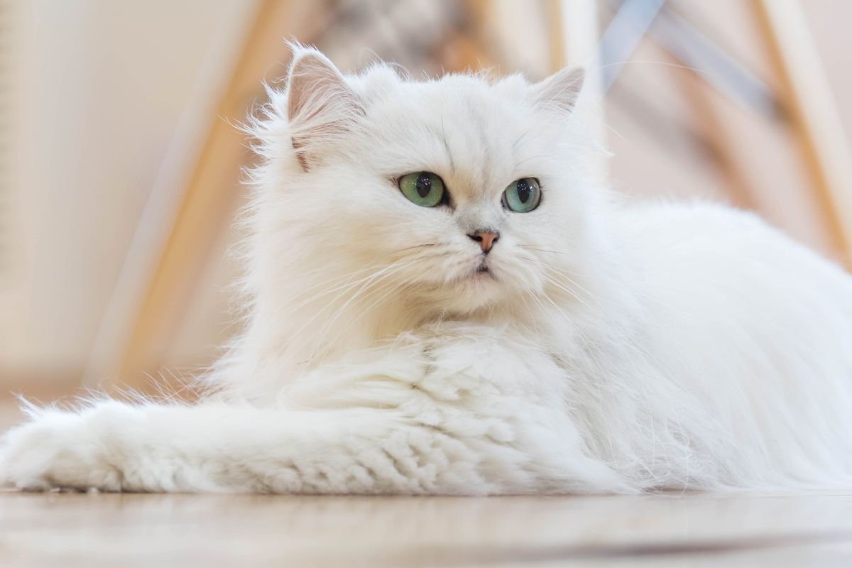 The Persian Cat: Your Comprehensive Guide to Distinguishing Between Purebred and Mixed (The Original and the Hybrid)