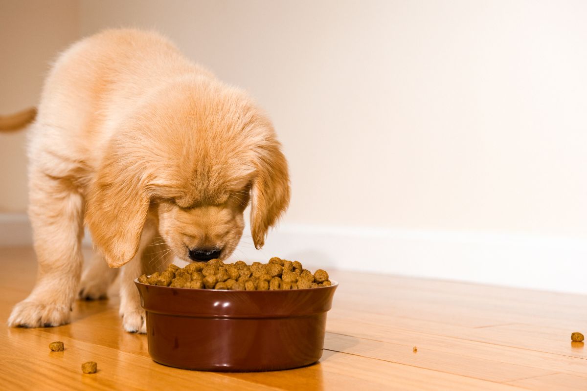 Best Dry Food for Dogs: Complete Nutrition Guide for Your Furry Friend