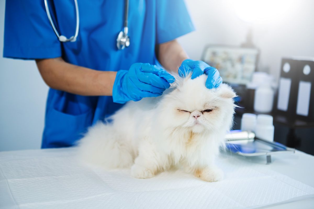 Feline Ringworm (Cat Fungus): Your Complete Handbook for Diagnosis, Treatment, and Home Prevention.