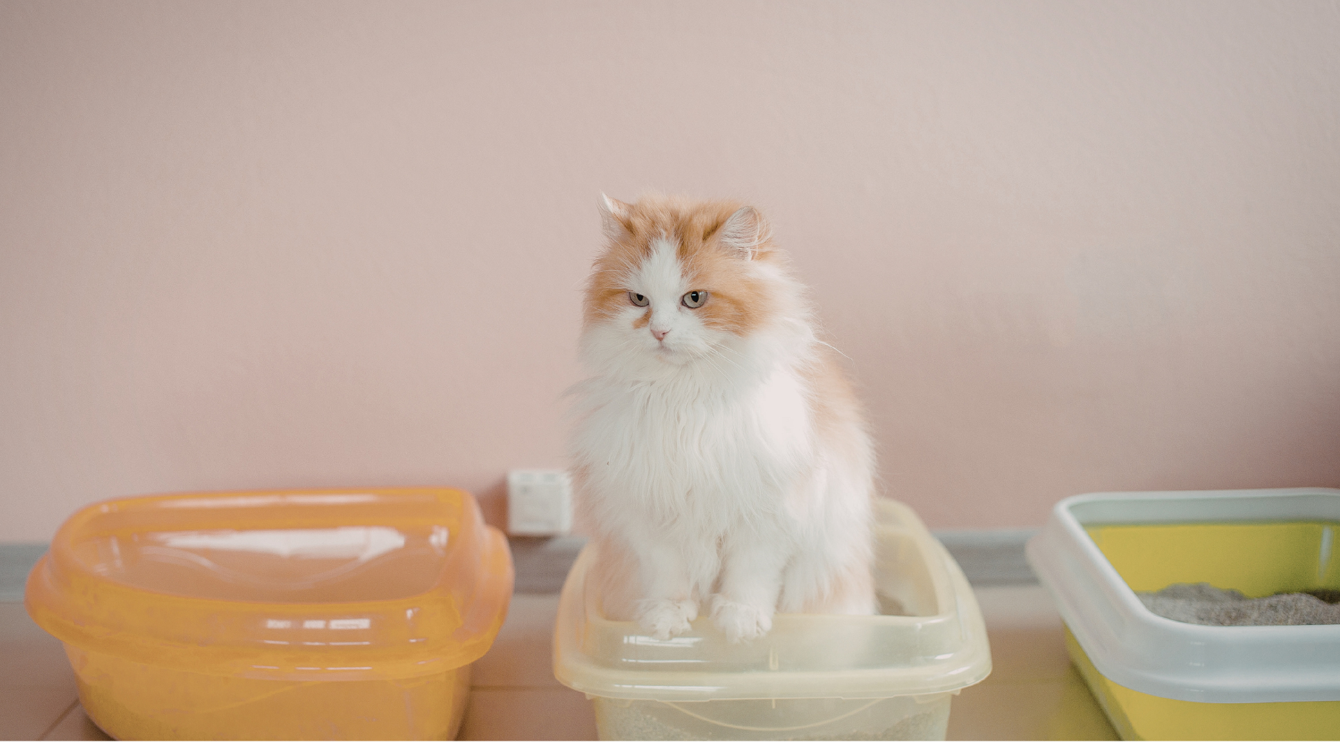 White and orange cat sitting in a litter box between two other litter boxes
