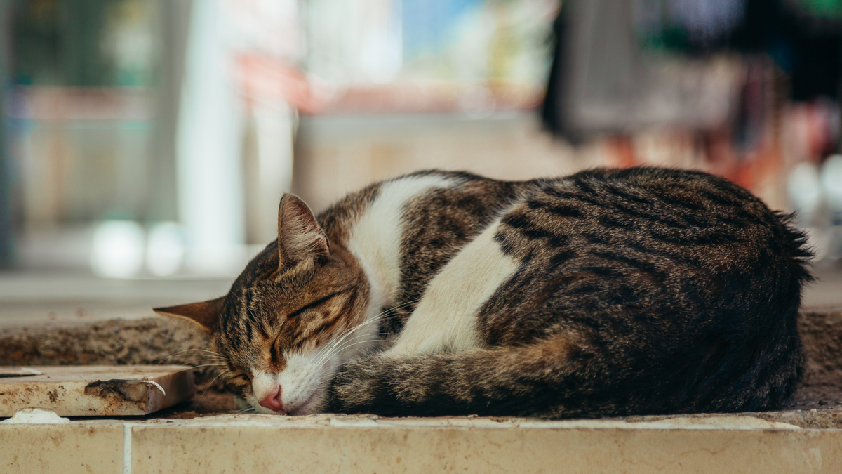 Rabies in Cats: What It Looks Like, How It Spreads, and What You Shoul