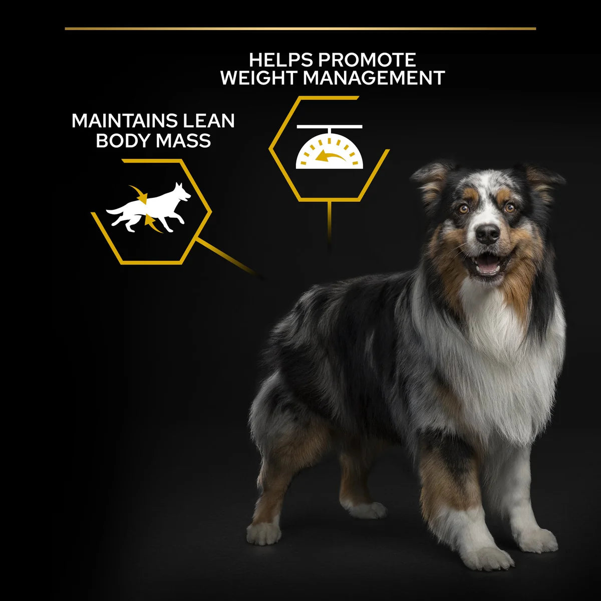 PURINA Pro Plan All Sizes Adult Light Sterilised with OPTIWEIGHT Rich in Chicken Dry Dog Food  14 KG