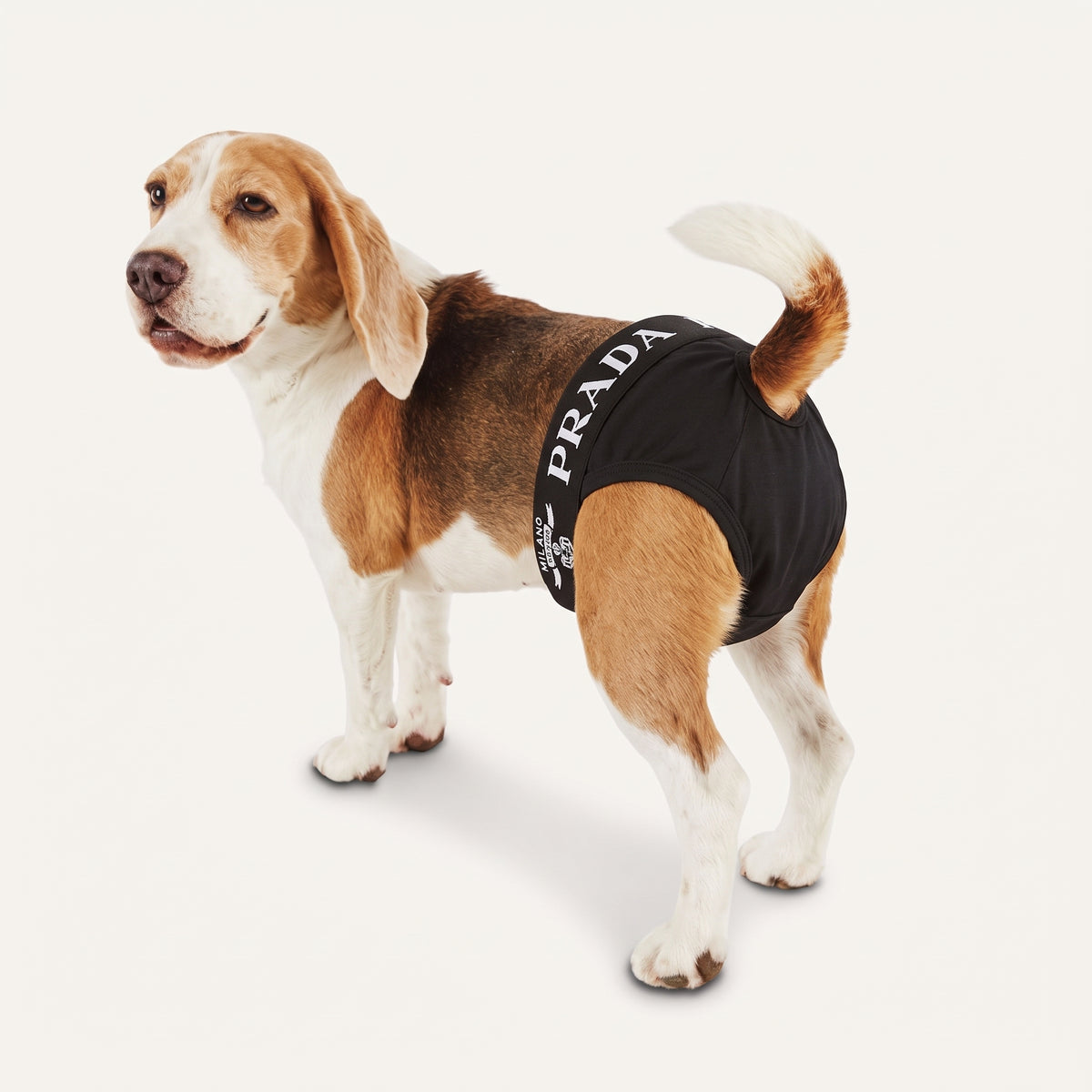Petmoda Diaper for heat