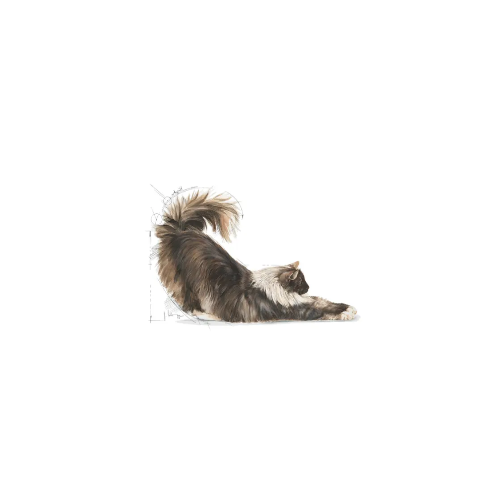 ROYAL CANIN CAT INDOOR (LONG HAIR) 2KG