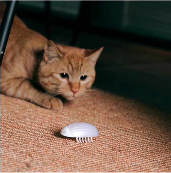 Cat toy chasing beetle inspiring the hunting instinct