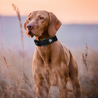 DOCO® Signature Nylon Collar