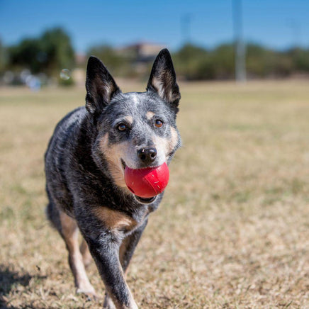 KONG® Ball Medium/Large